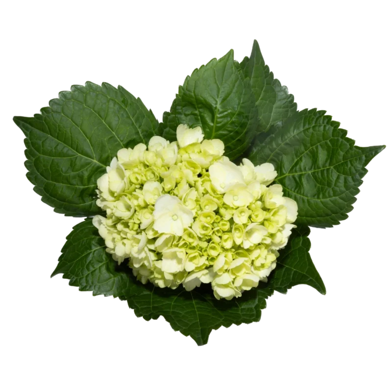 Hydrangea Mini Green