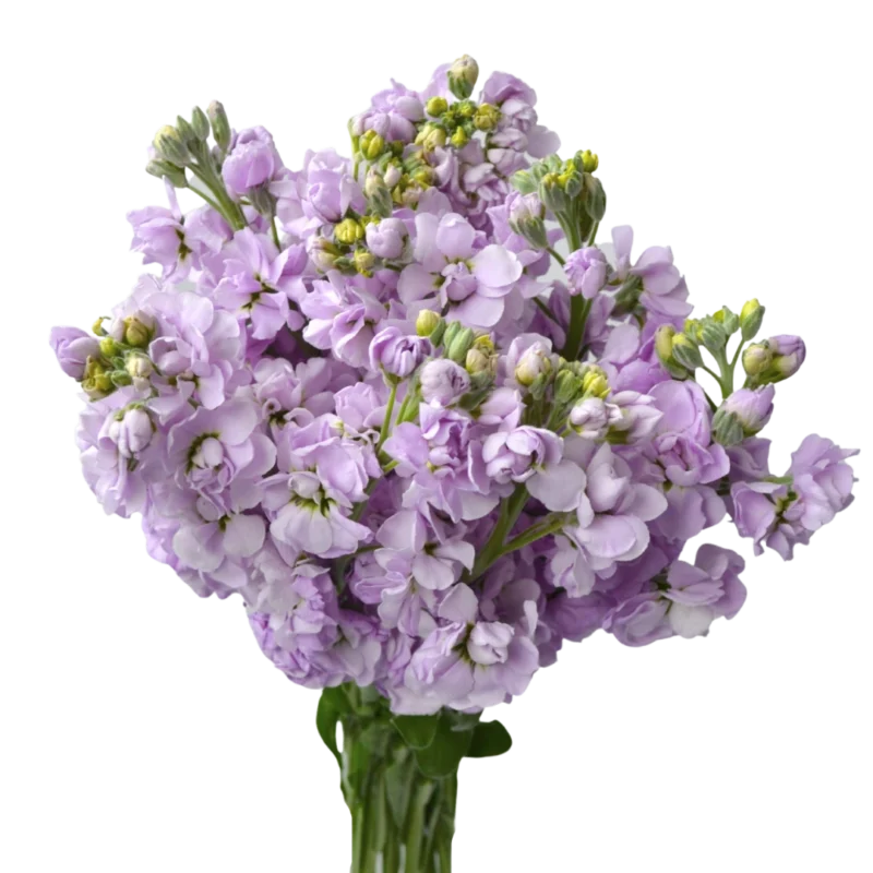 Stock Lavender