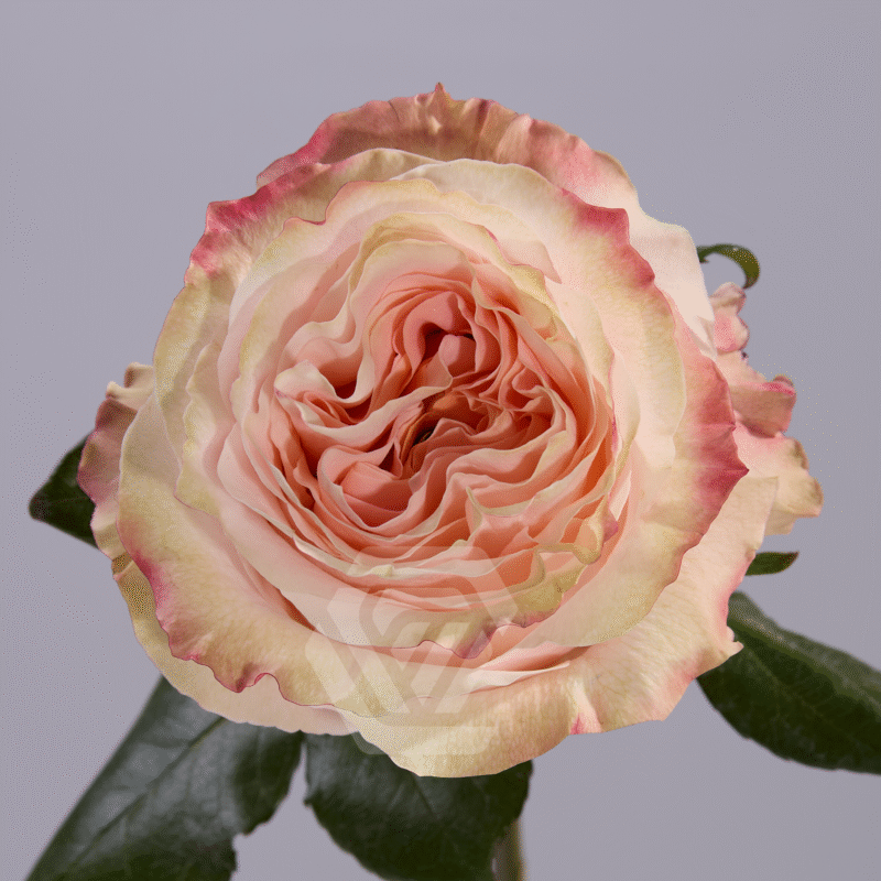 Princess Crown Peach (test)