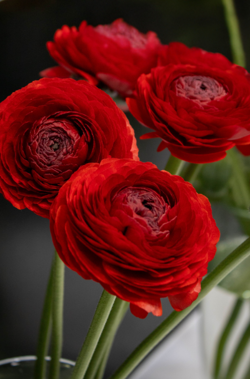 Ranunculus
