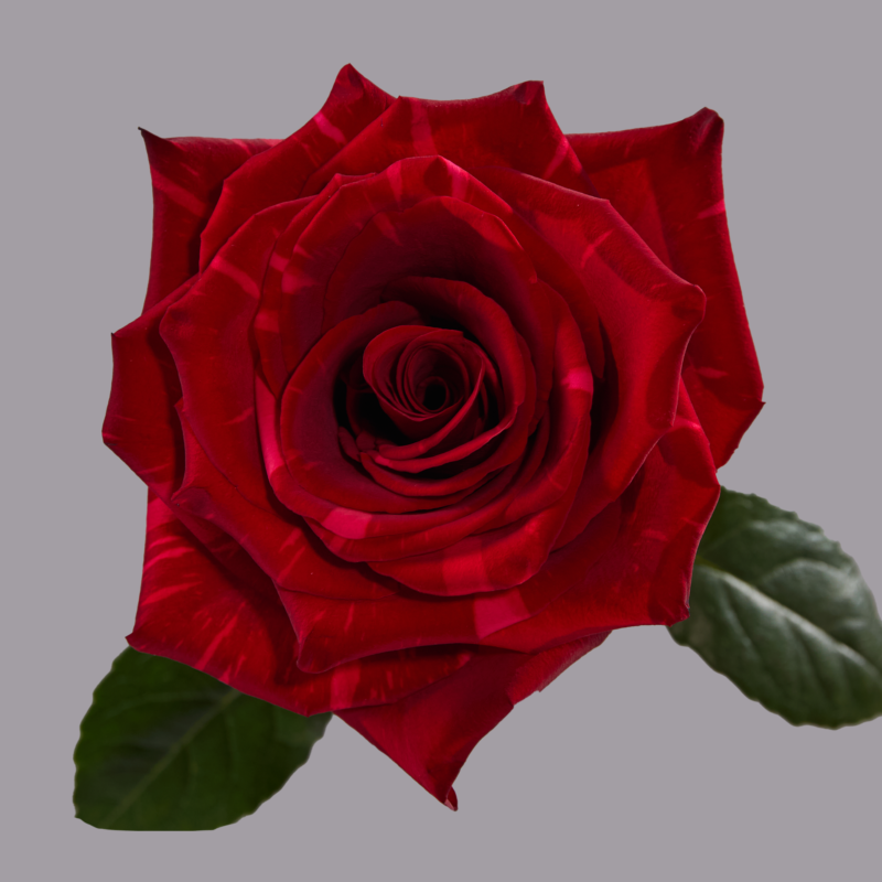 Experience Red (test)