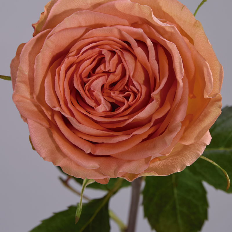 Country Home Peach (test1)