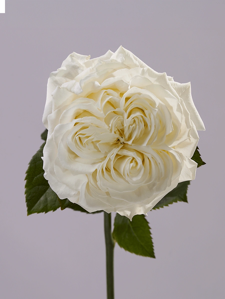 Angel X-Pression - Tessa The Finest Flowers