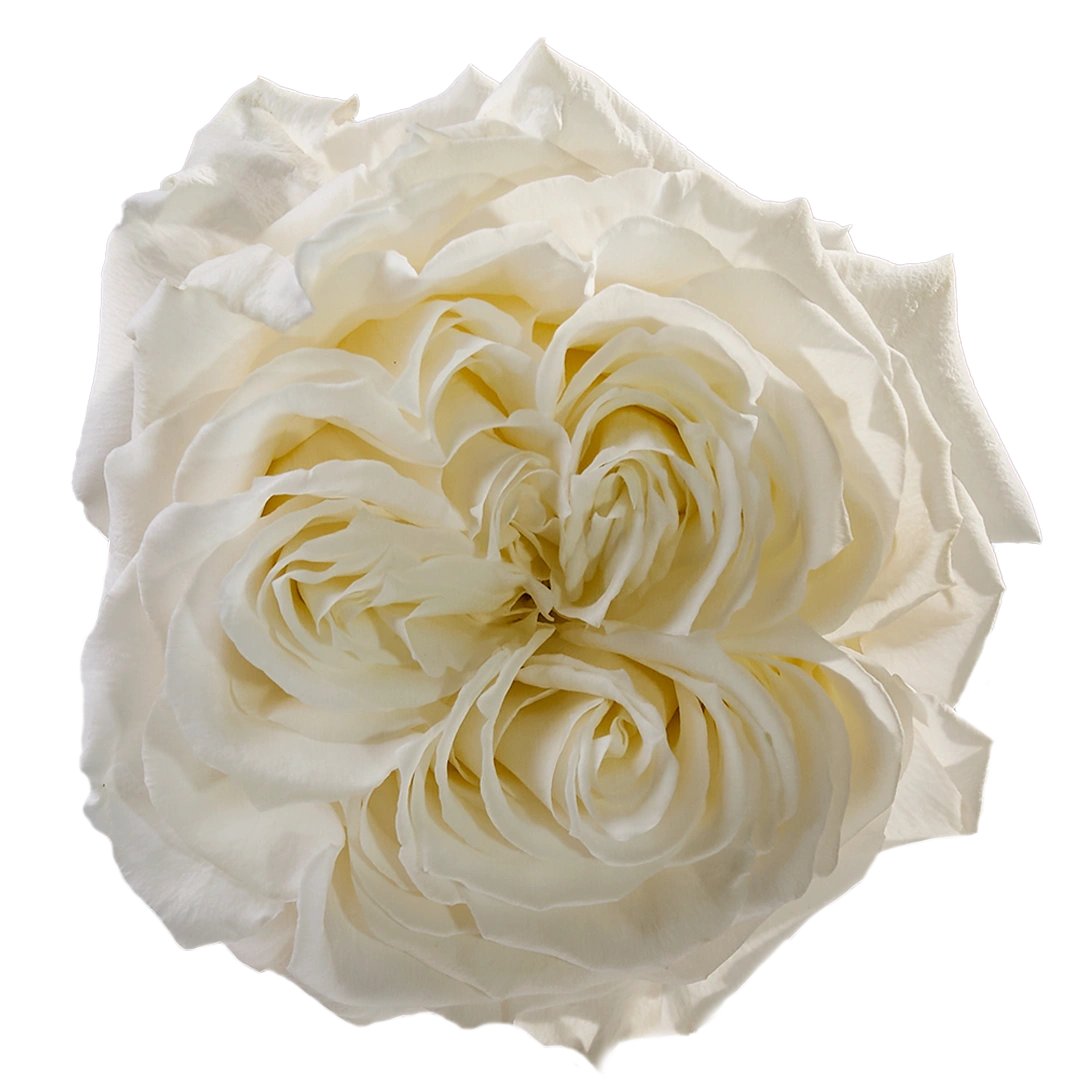 Angel X-Pression - Tessa The Finest Flowers