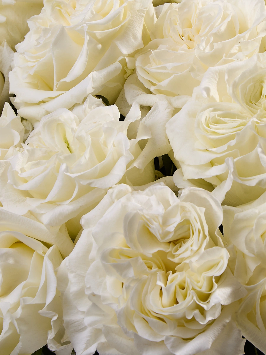 Angel X-Pression - Tessa The Finest Flowers