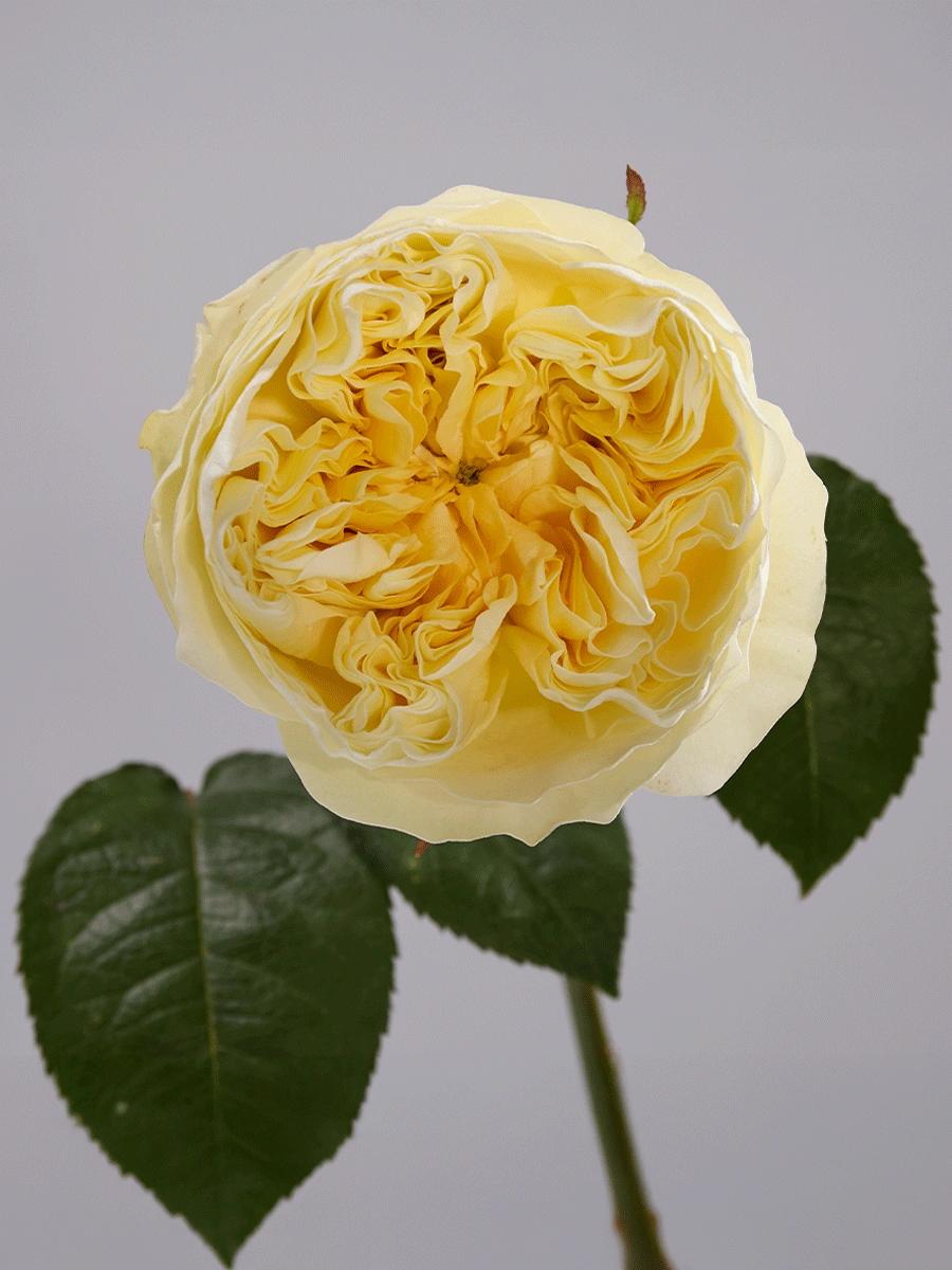 Antonia Gardens - Tessa The Finest Flowers