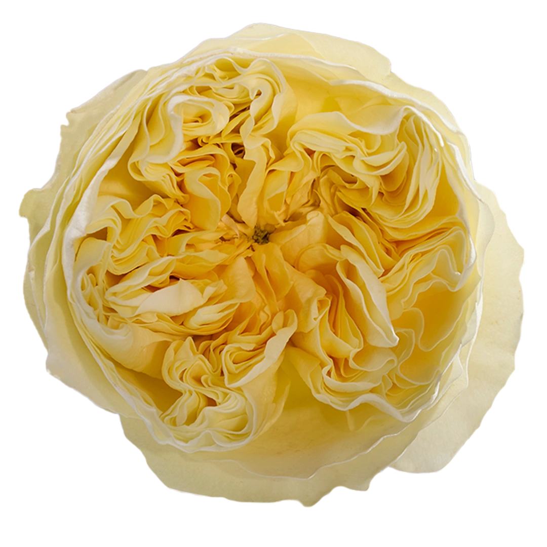 Antonia Gardens - Tessa The Finest Flowers