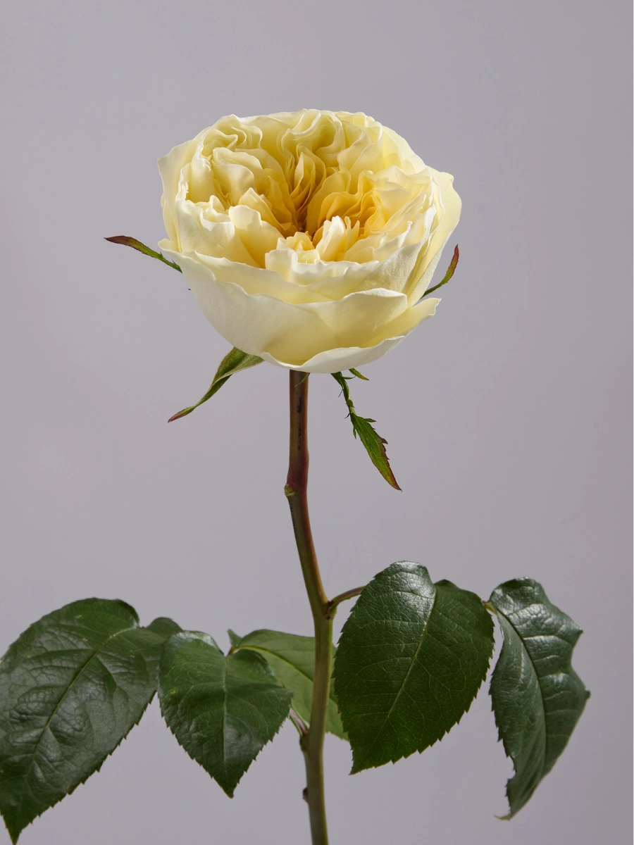 Antonia Gardens - Tessa The Finest Flowers