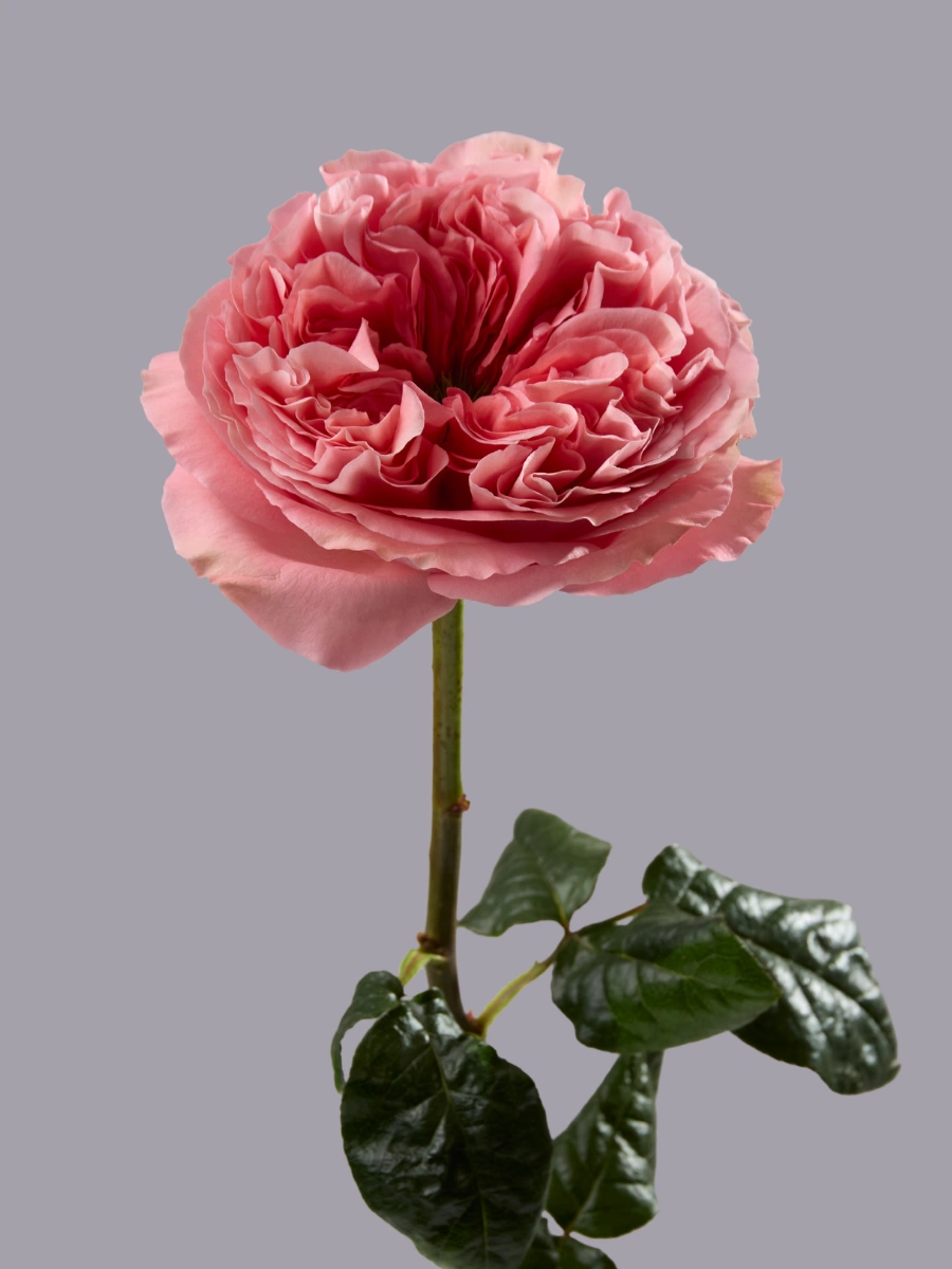 Pink X-Pression - Tessa The Finest Flowers