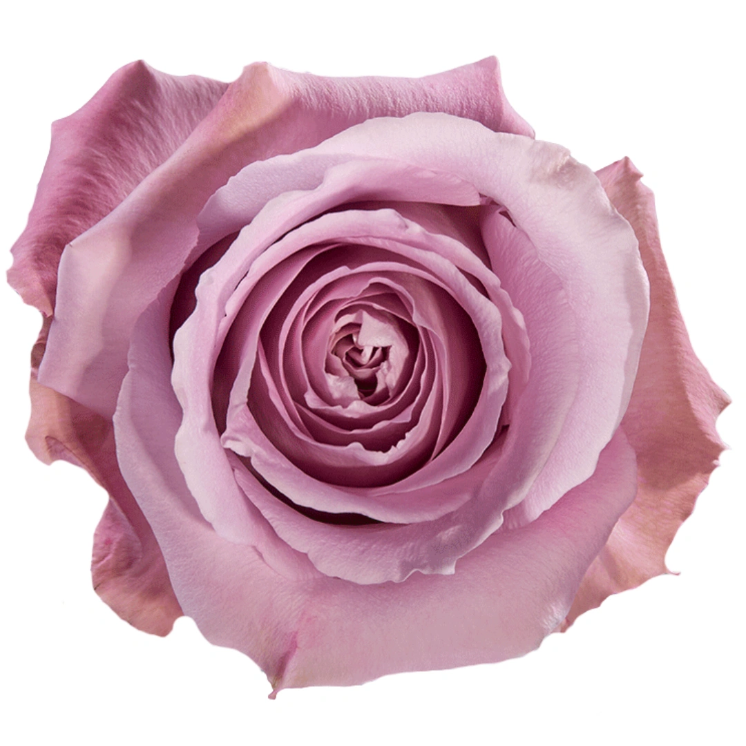 Cool Down - Tessa The Finest Flowers