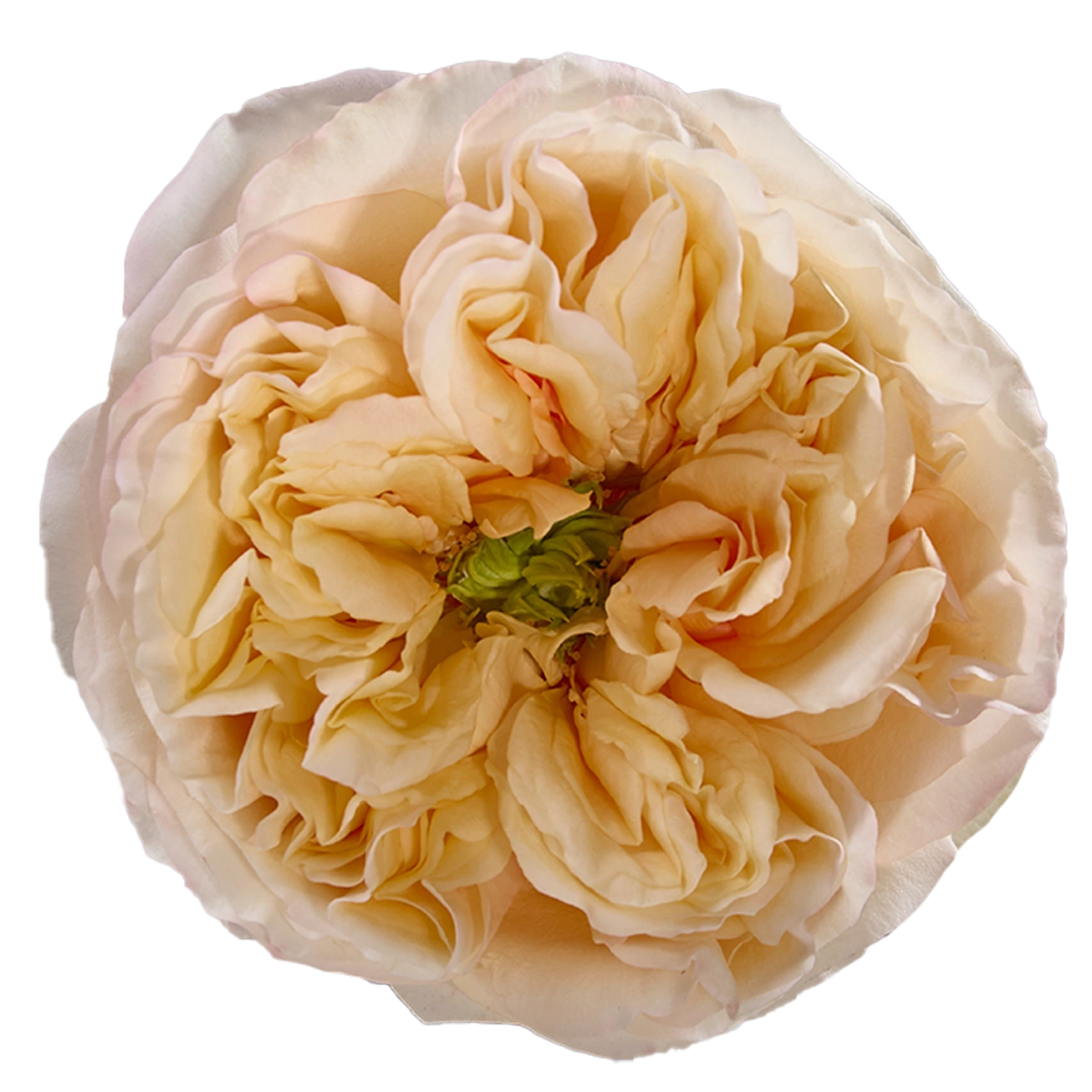 Cream X-pression - Tessa The Finest Flowers