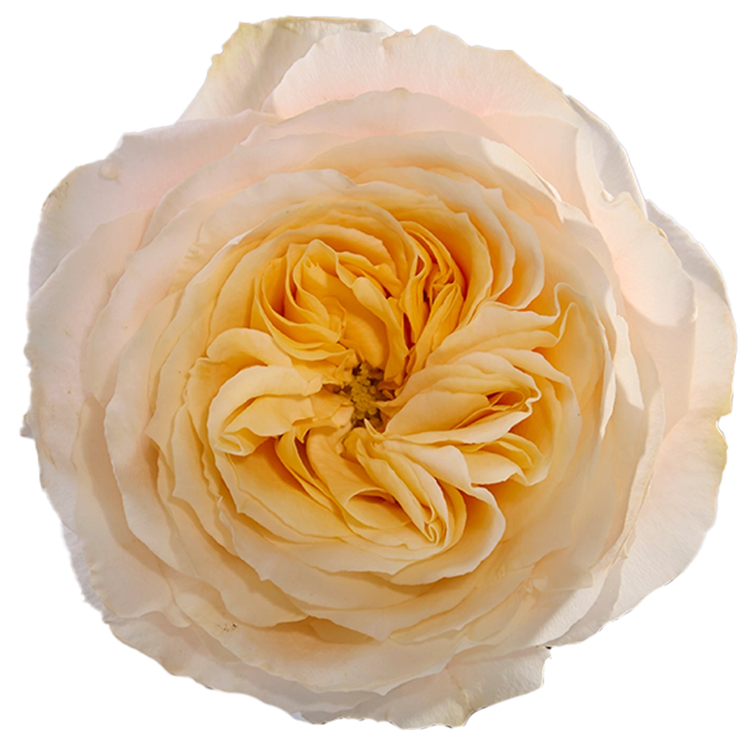 Crystal Flame - Tessa The Finest Flowers