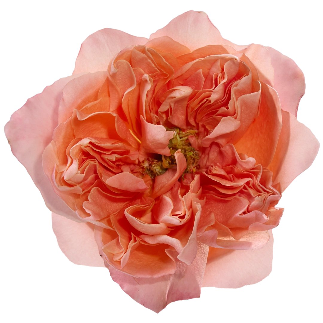 Dragonfly - Tessa The Finest Flowers