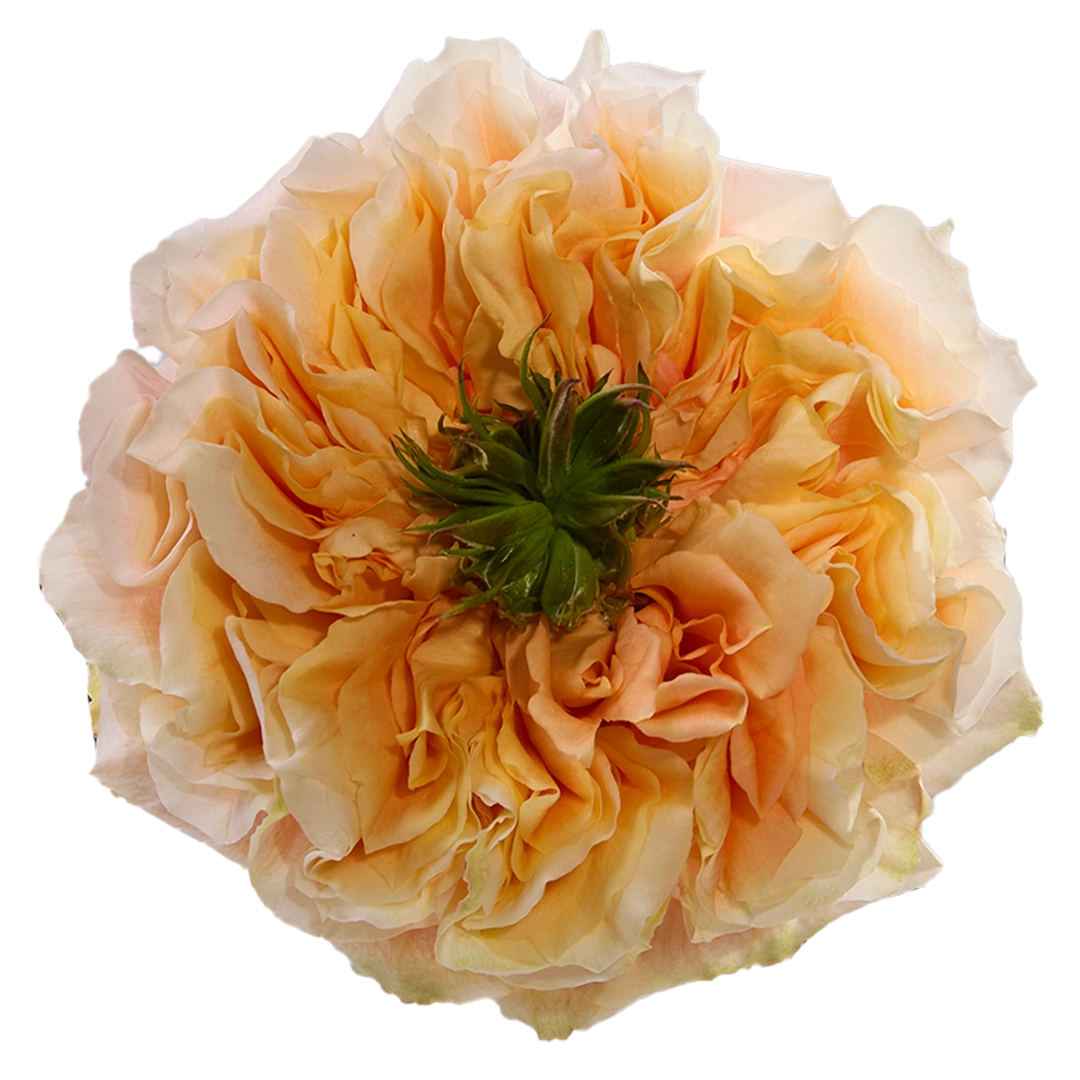 Melon X-Pression - Tessa The Finest Flowers