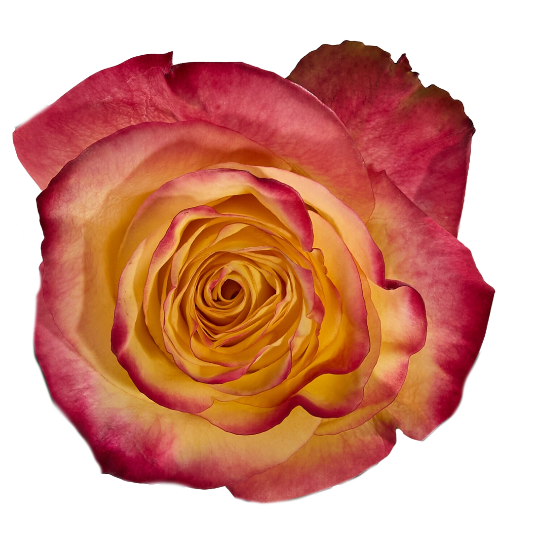 Finesst Roses Newsflash - Tessa The Finest Flowers