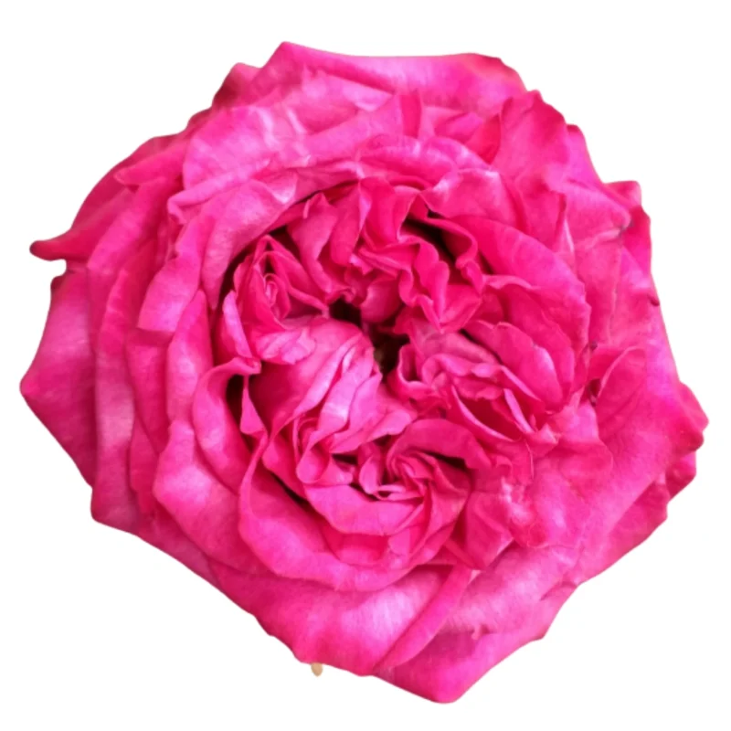 Pink X-Pression - Tessa The Finest Flowers