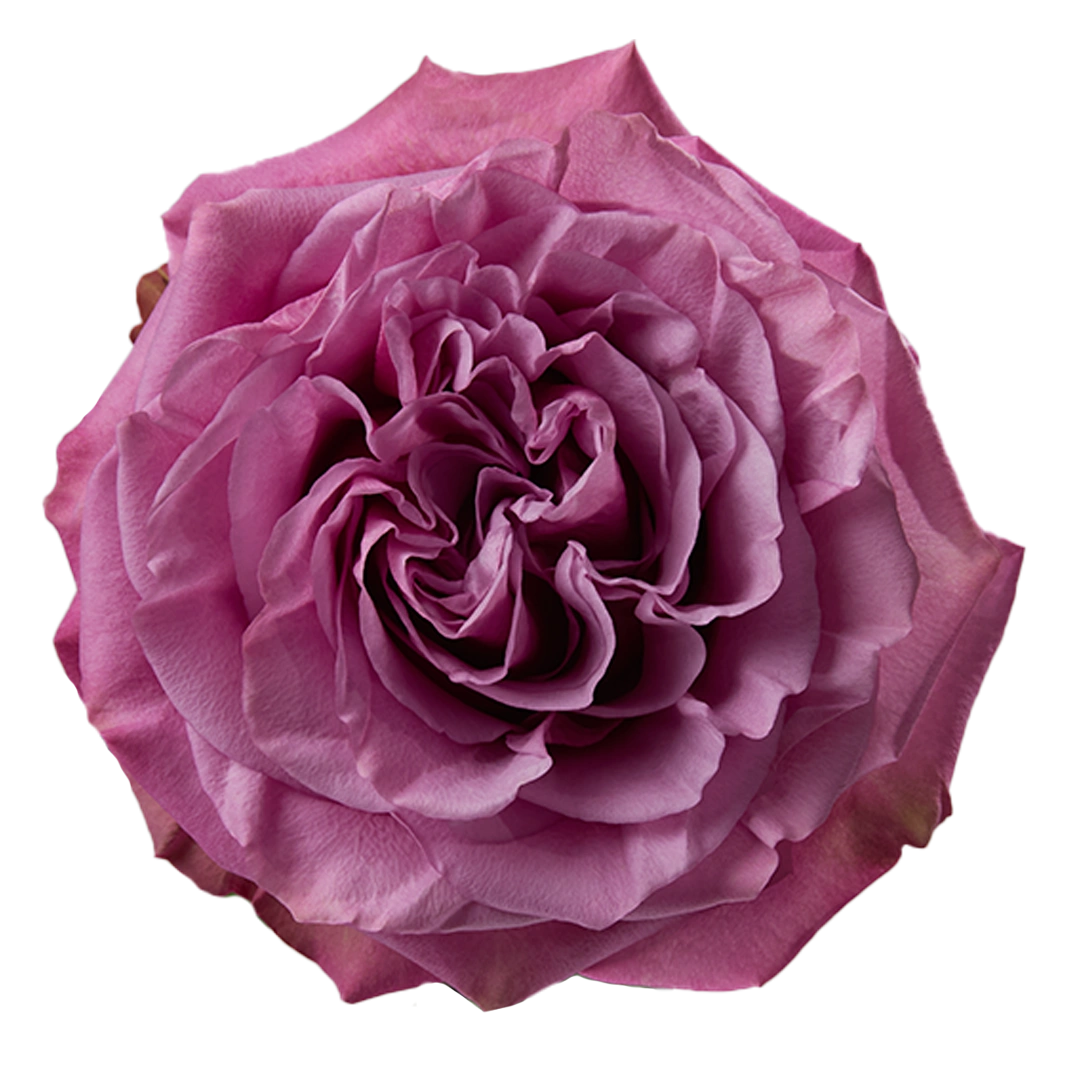 Queen's Crown - Tessa The Finest Flowers