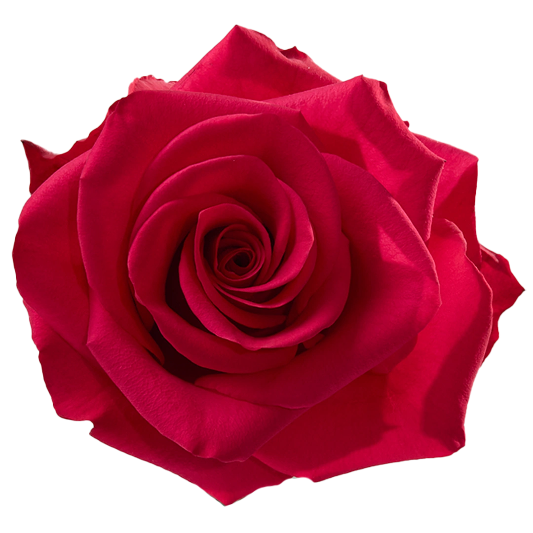 V.I. Pink - Tessa The Finest Flowers