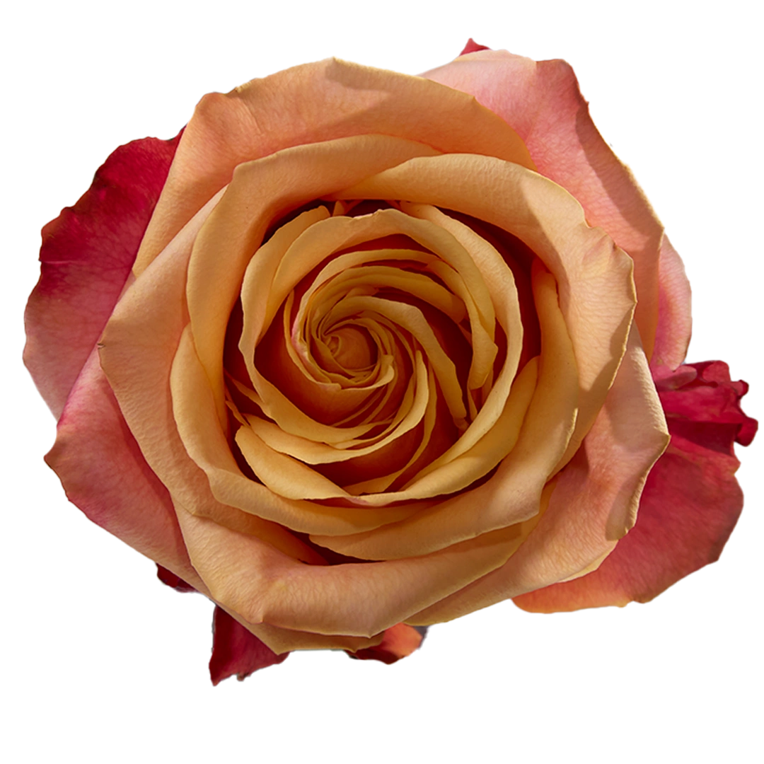Finesst Roses Cherry Brandy - Tessa The Finest Flowers