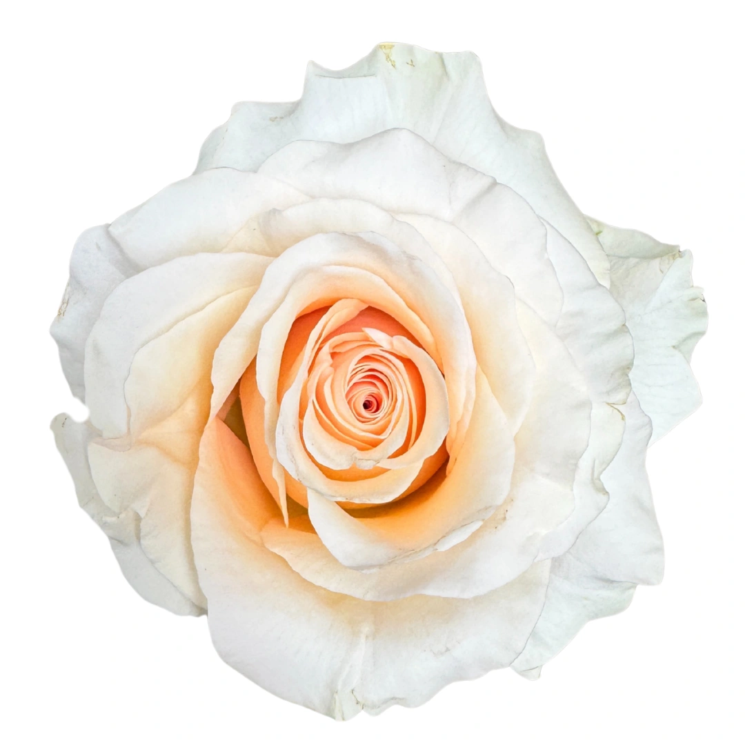 Fancy Dreams - Tessa The Finest Flowers