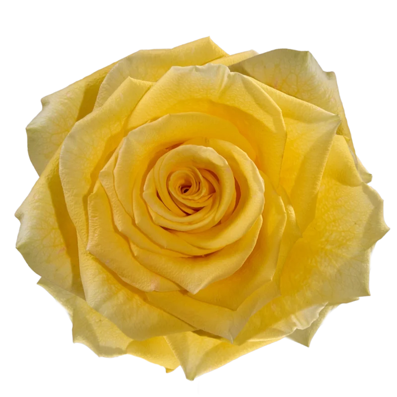 High & Yellow Magic