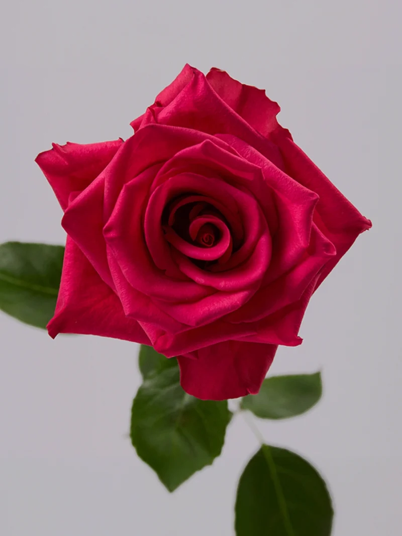 Hot Explorer - Tessa The Finest Flowers