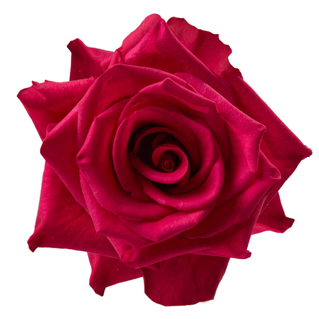 Hot Explorer - Tessa The Finest Flowers