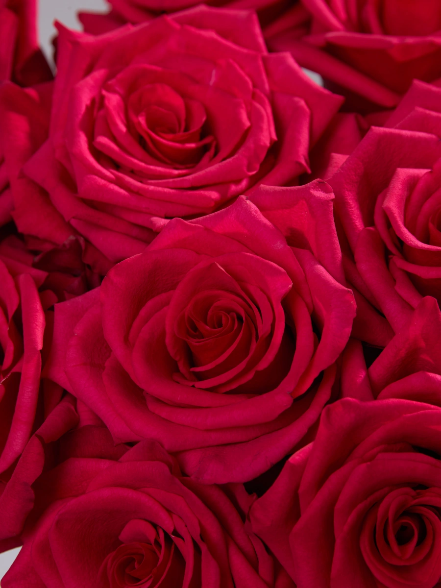 Hot Explorer - Tessa The Finest Flowers