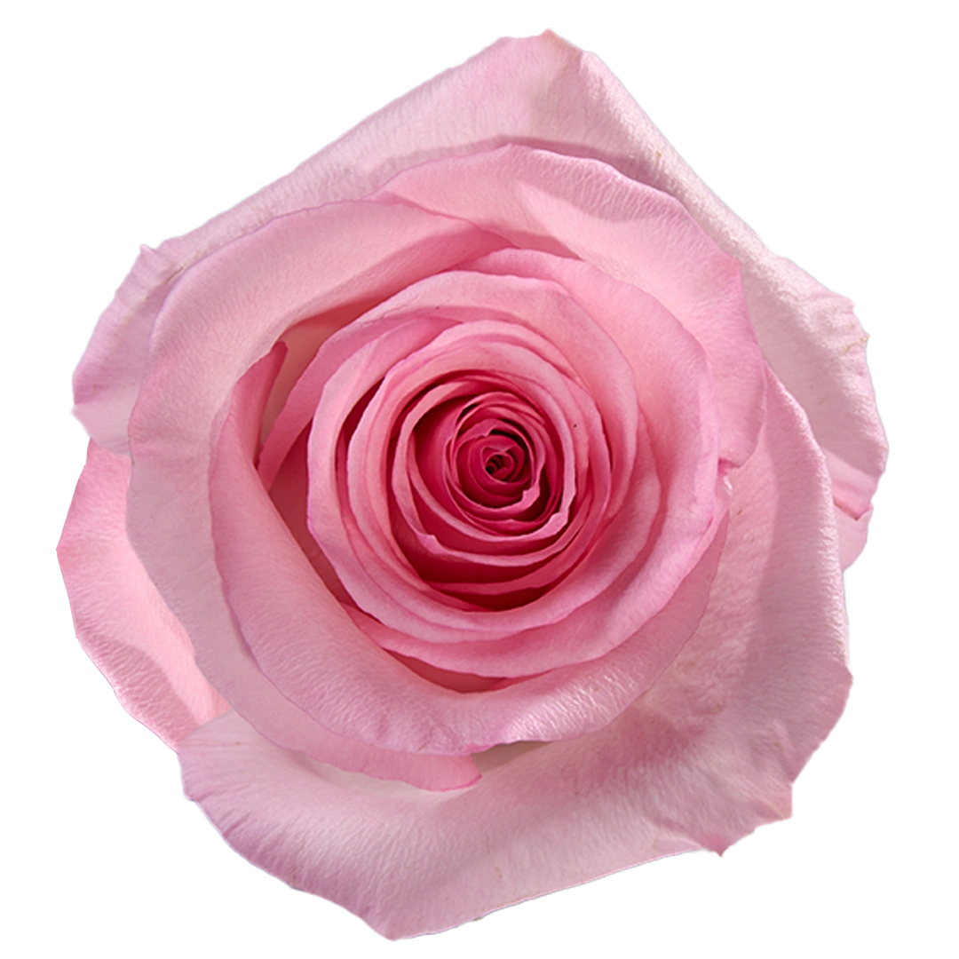 Finesst Roses Jet Set - Tessa The Finest Flowers