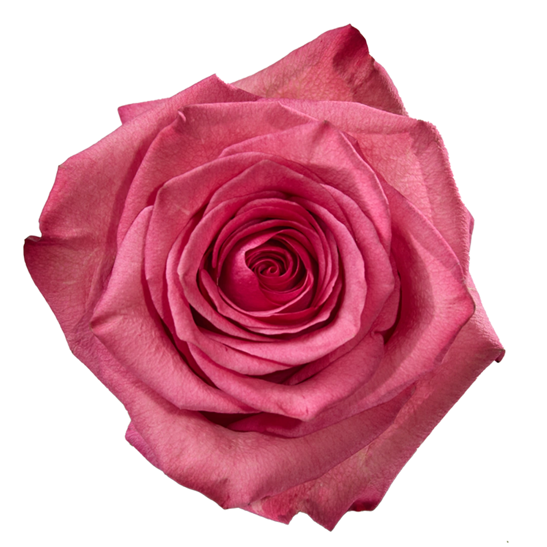Finesst Roses Lola - Tessa The Finest Flowers