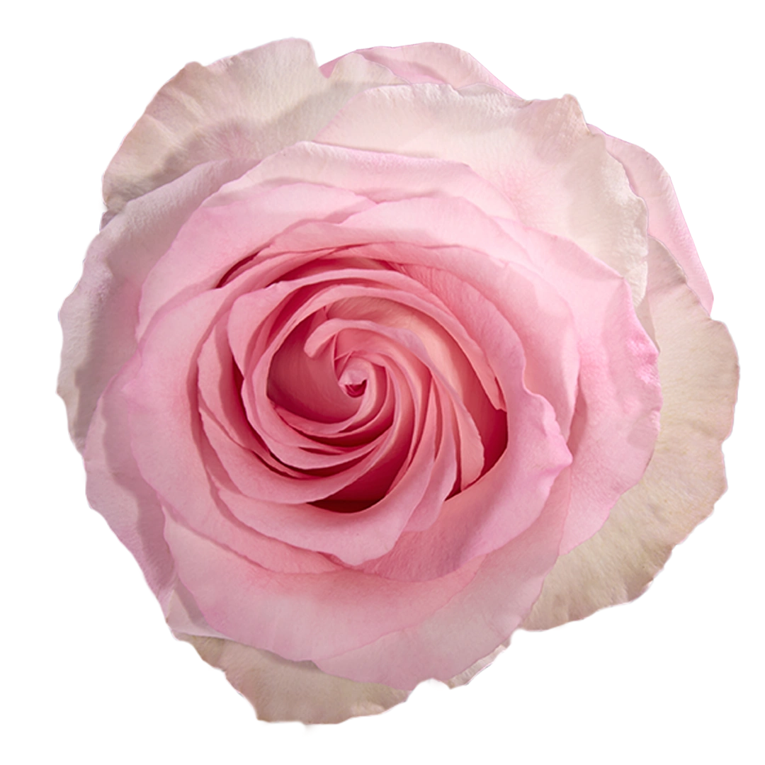 Mondella Roses Mandala - Tessa The Finest Flowers