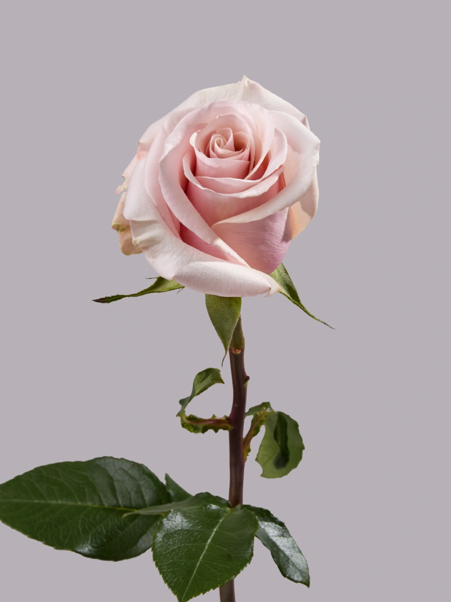 Mother of Pearl - Tessa The Finest Flowers