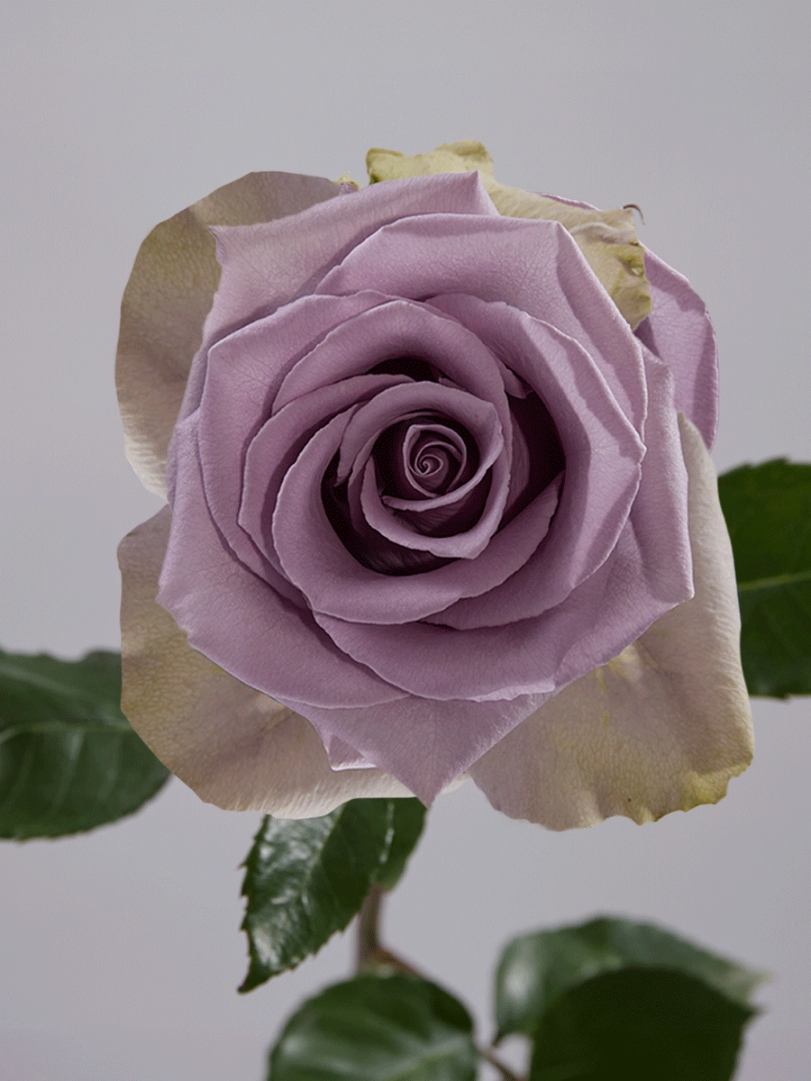 Shocking Blue - Tessa The Finest Flowers