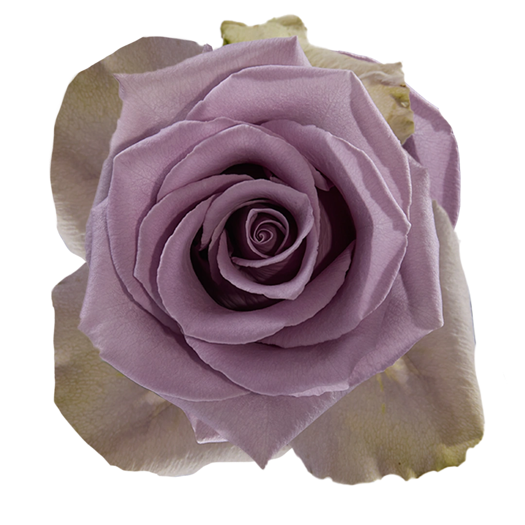 Shocking Blue - Tessa The Finest Flowers