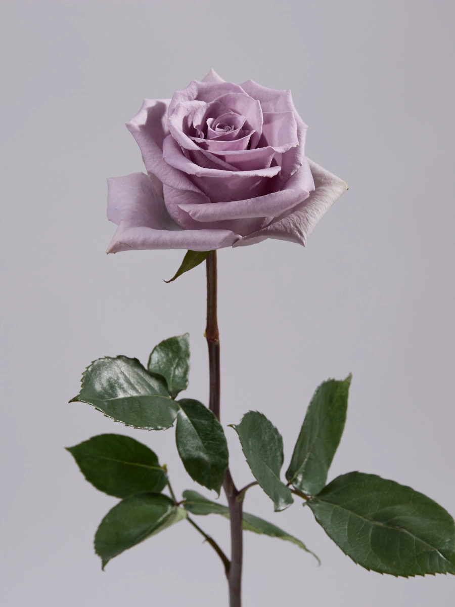 Shocking Blue - Tessa The Finest Flowers