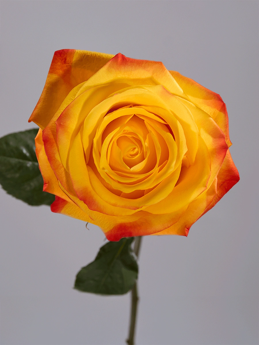 Summer Light - Tessa The Finest Flowers