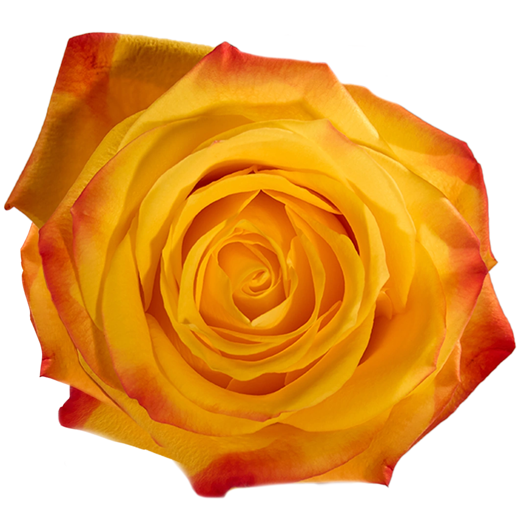 Summer Light - Tessa The Finest Flowers