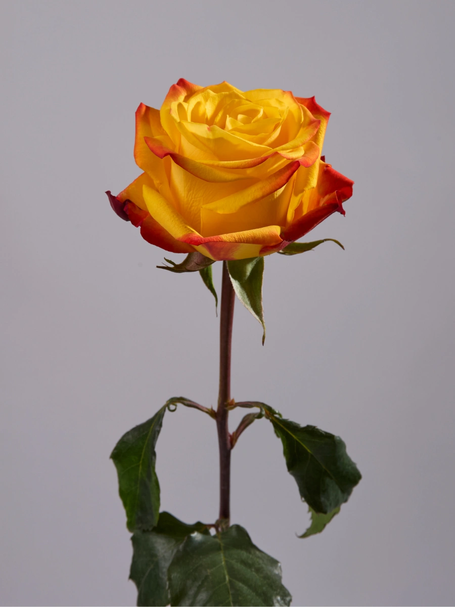 Summer Light - Tessa The Finest Flowers