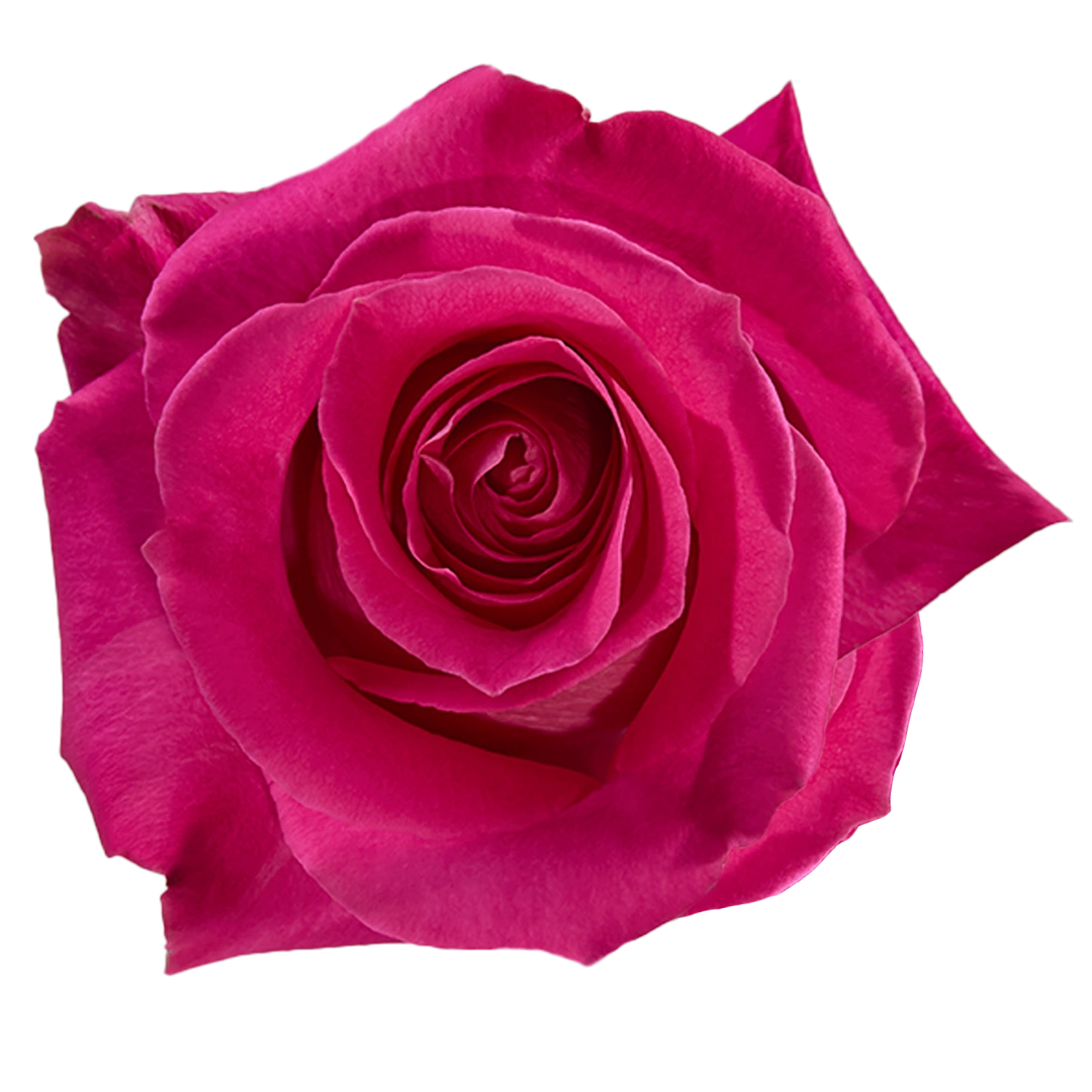 Topaz - Tessa The Finest Flowers