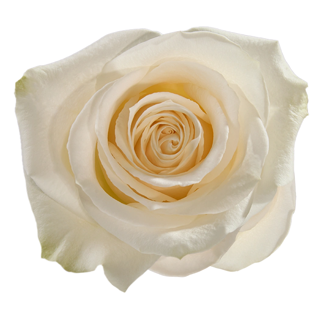 Mondella Roses Vendela - Tessa The Finest Flowers