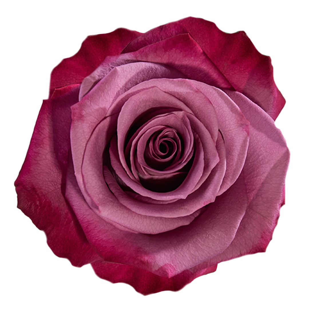 Violeta Roses Violet Hill - Tessa The Finest Flowers