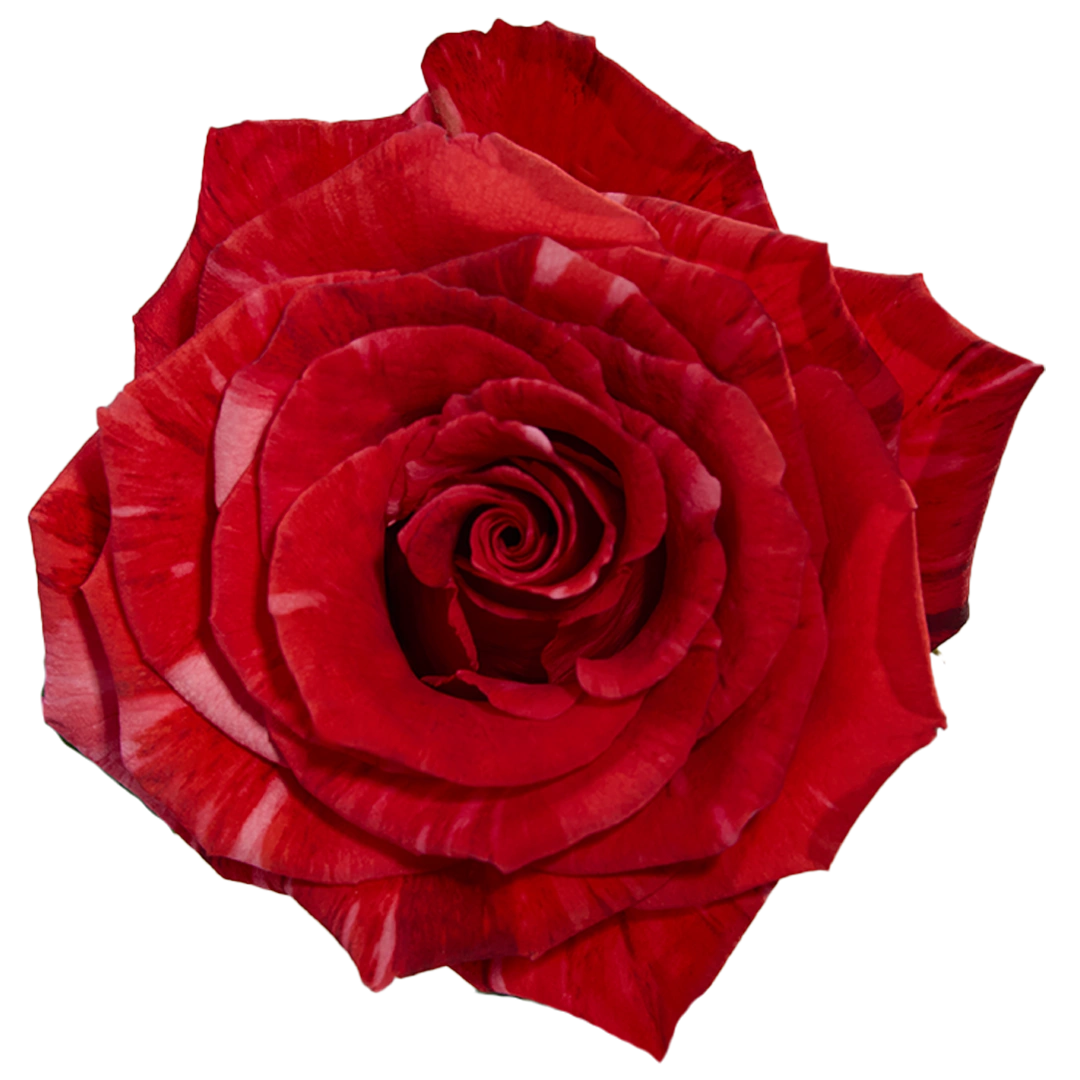 Wild Roses Wildcat Wildcat - Tessa The Finest Flowers