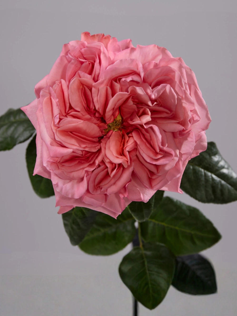 Pink X-Pression - Tessa The Finest Flowers