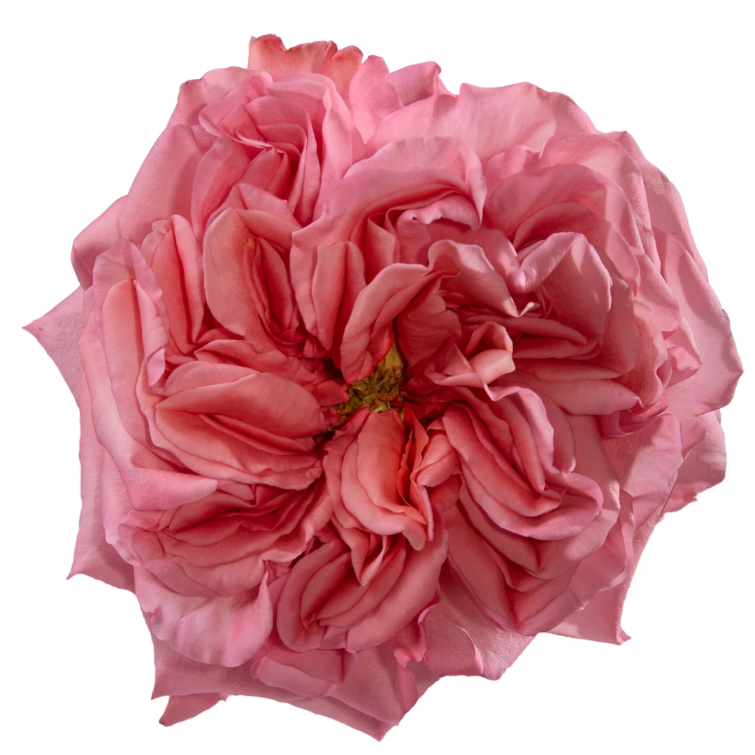 rose pinkのページです♪ Pink X-Pression - Tessa The Finest Flowers