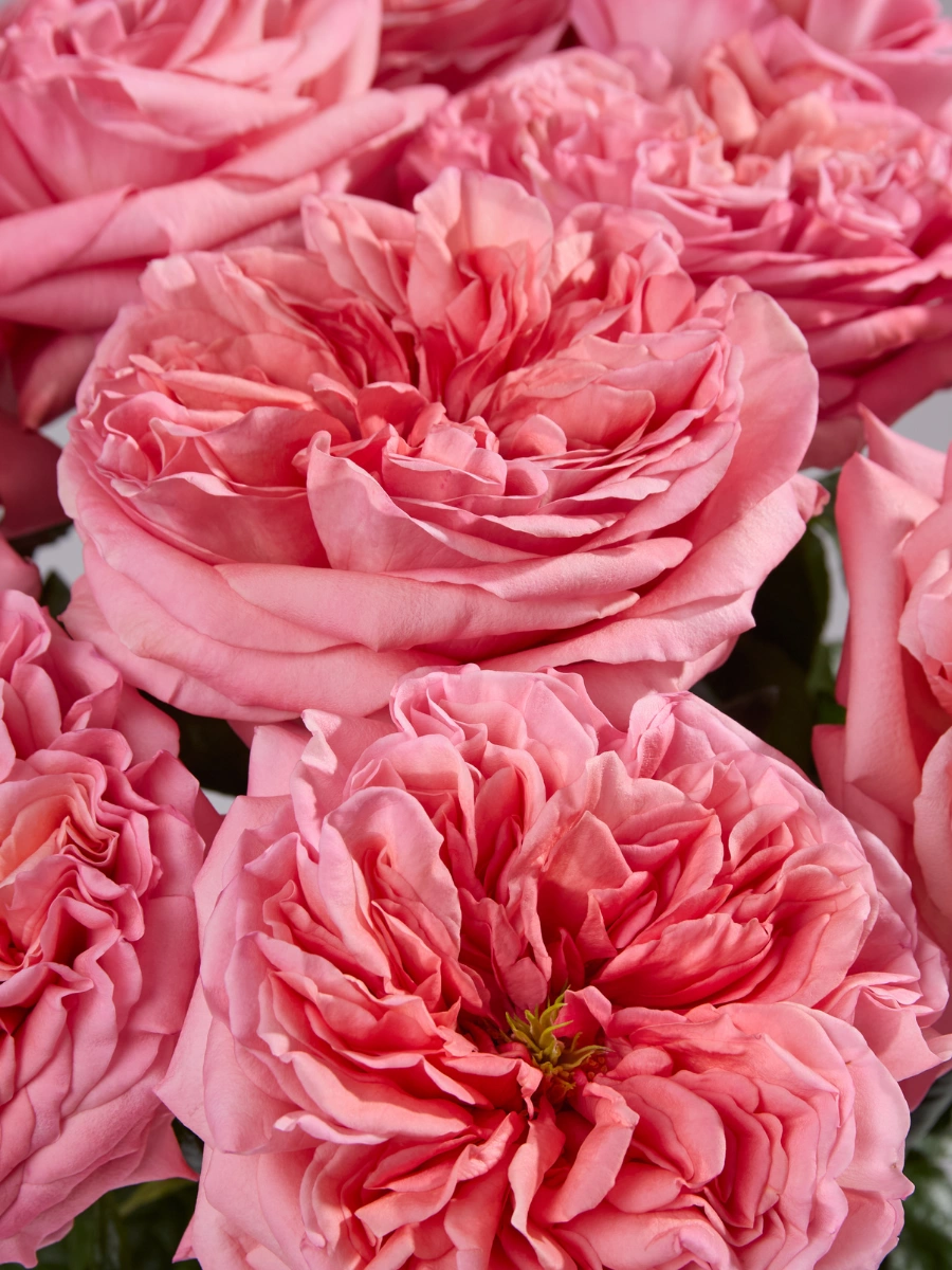 rose pinkのページです♪ Pink X-Pression - Tessa The Finest Flowers