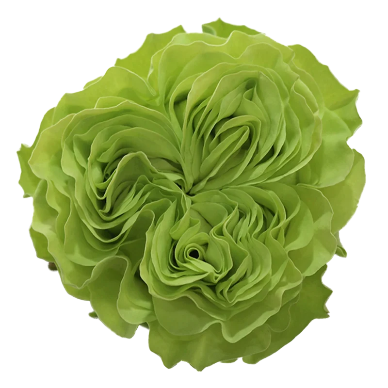 Exotix Mint