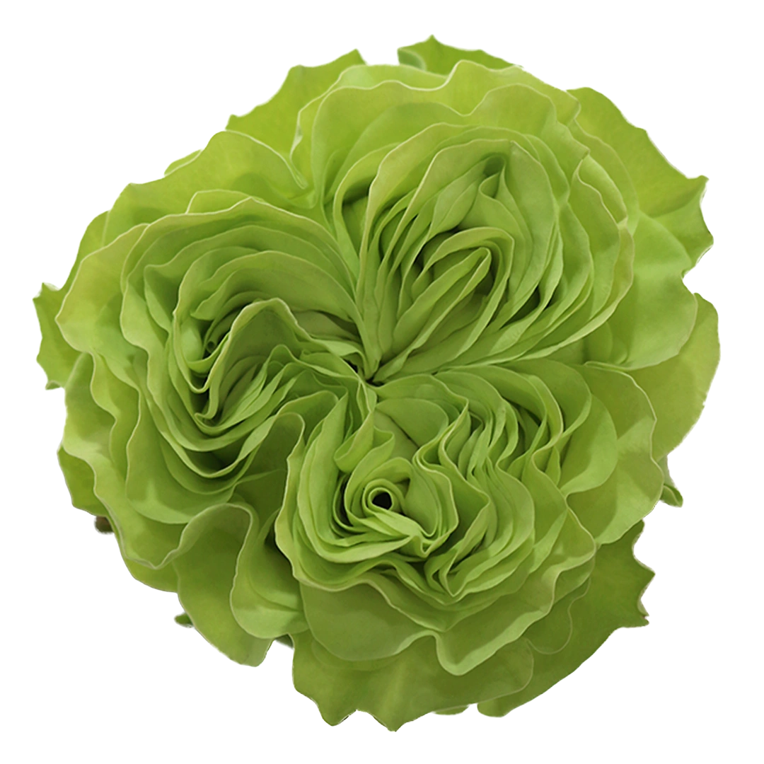 Exotix Mint - Tessa The Finest Flowers