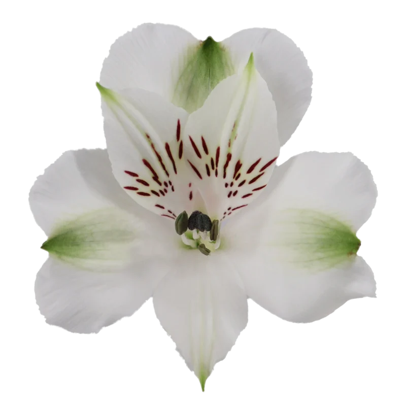 Luzon