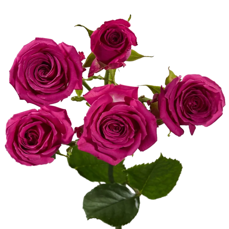 Hot Magenta Jewel
