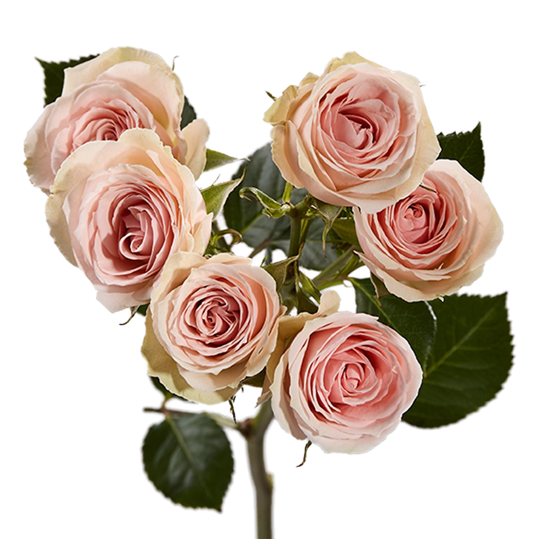 Finesst Roses B.S Vela - Tessa The Finest Flowers